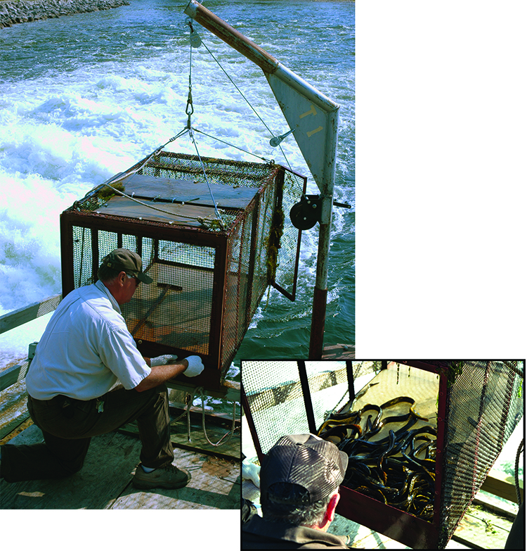 U.S. Fish and Wildlife Service sea lamprey control agent preparing sea lamprey trap for placement. Inset: U.S. Fish and Wildlife Service sea lamprey control agent examinging sea lamprey captured in sea lamprey trap.
